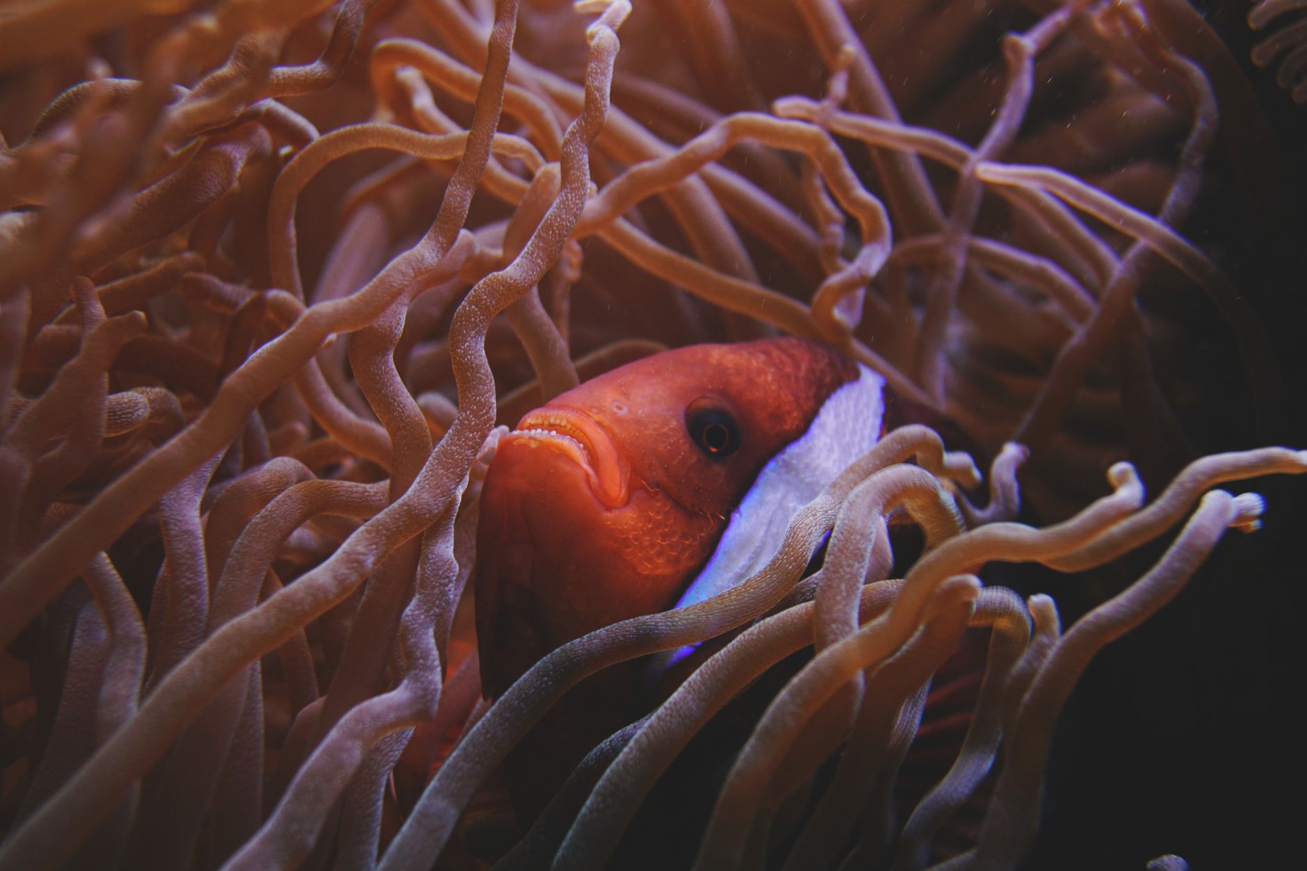 Flame hawkfish perched on live rock in a saltwater aquarium