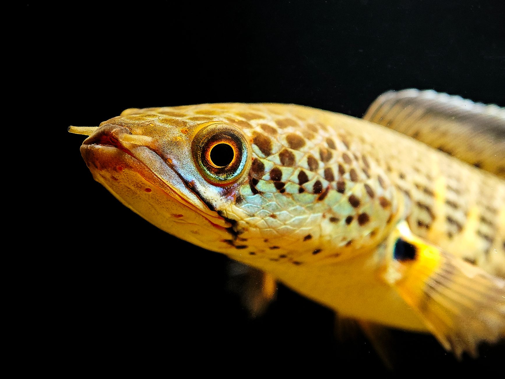 Close-up of a freshwater fish with small white spots on its body and fins.