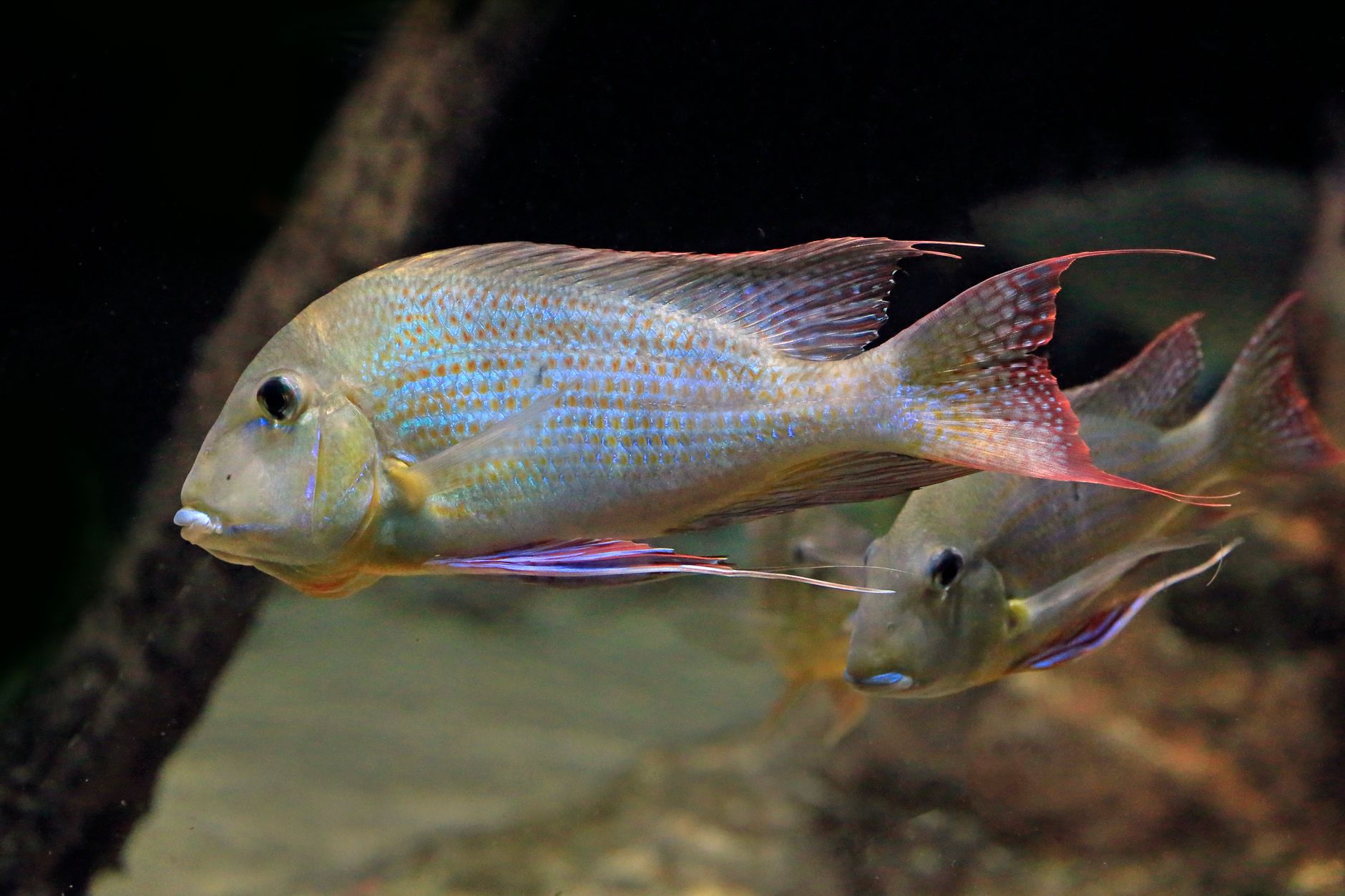 Jack Dempsey cichlid with compatible tank mates in a freshwater aquarium