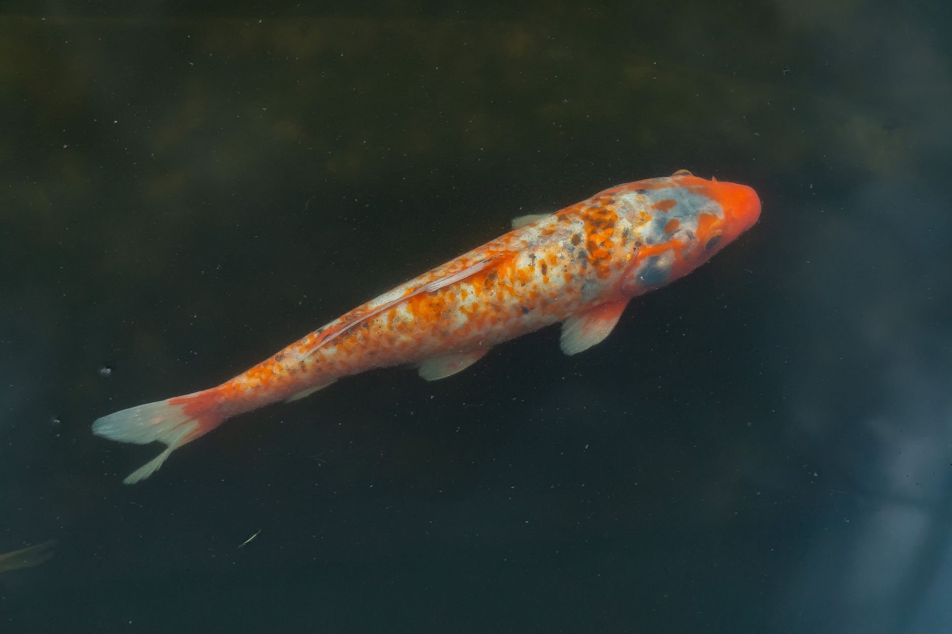Large ornamental koi fish swimming in a pond