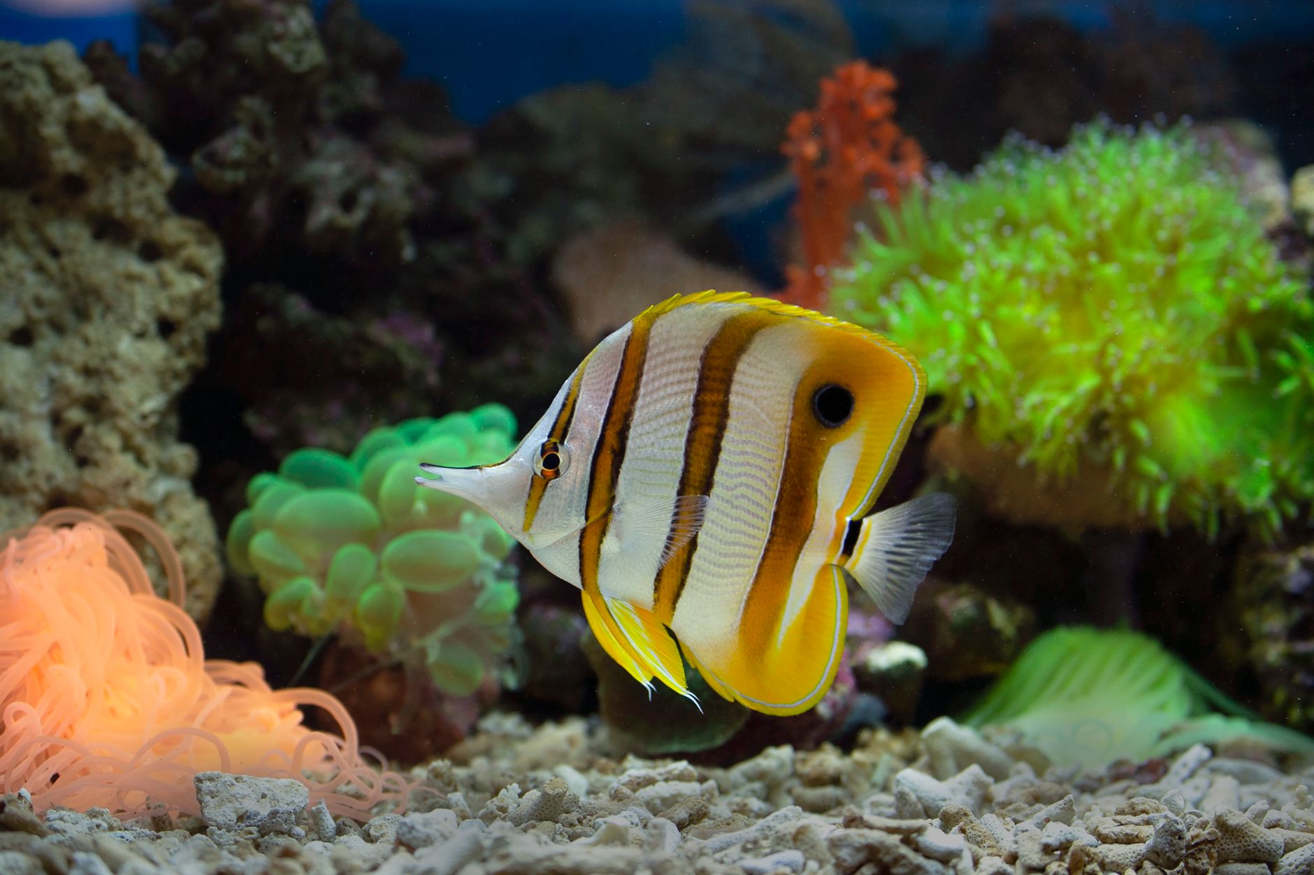 A saltwater aquarium with rockwork and caves suitable for a damselfish