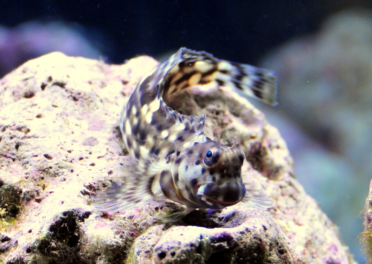 Lawnmower blenny grazing on a seaweed clip in a saltwater aquarium