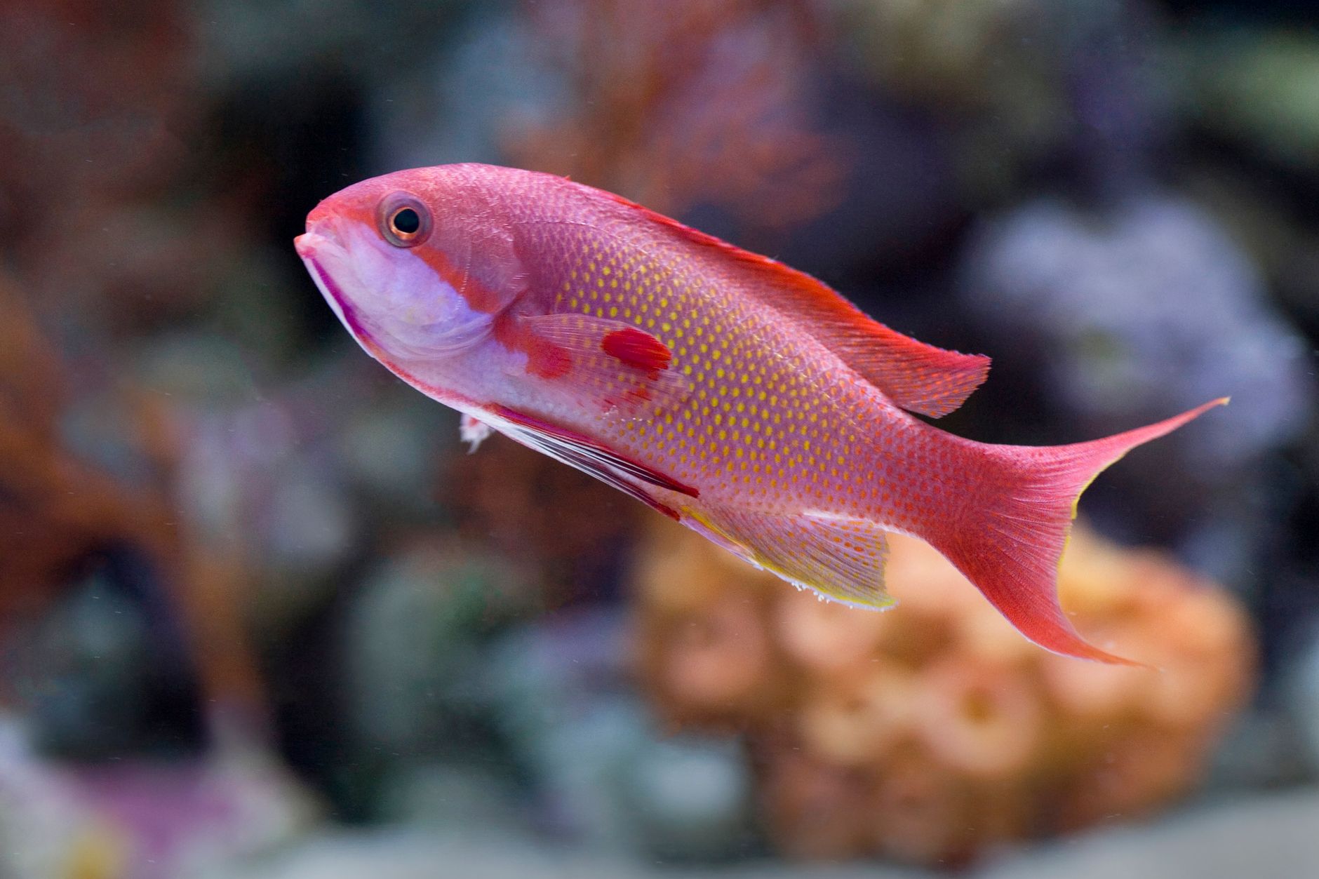 Closeup of a healthy lawnmower blenny perched on live rock in a reef tank