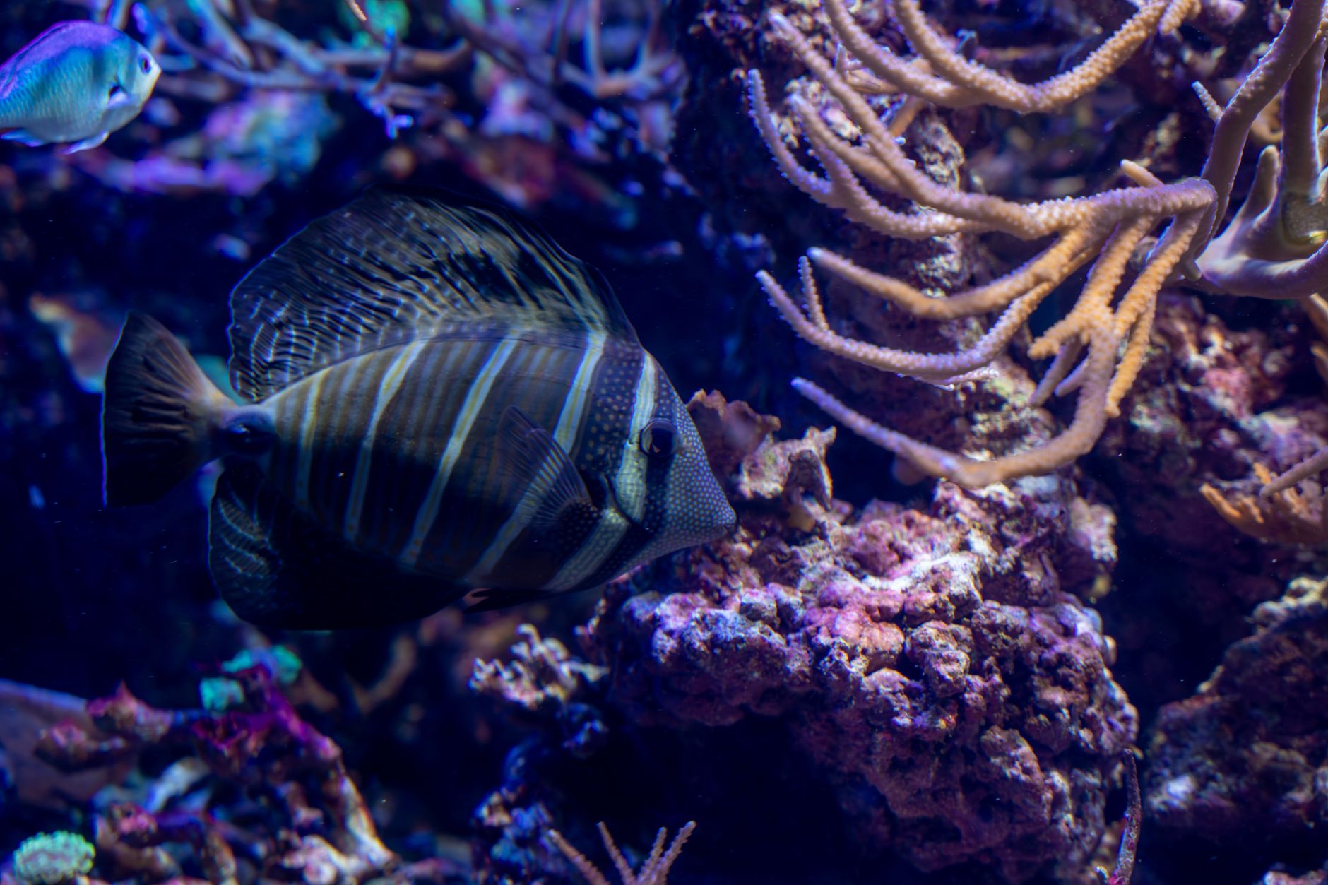 Peaceful saltwater aquarium with various compatible fish species