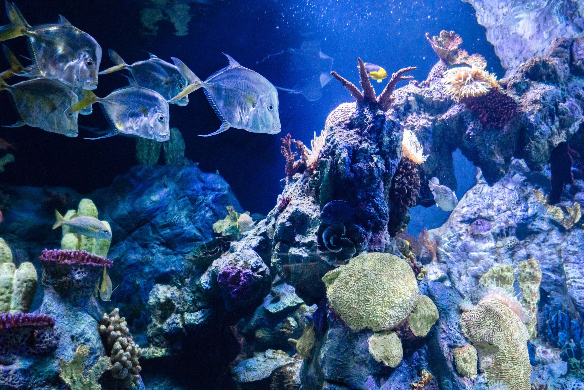 a saltwater aquarium with live rock structures and open swimming space
