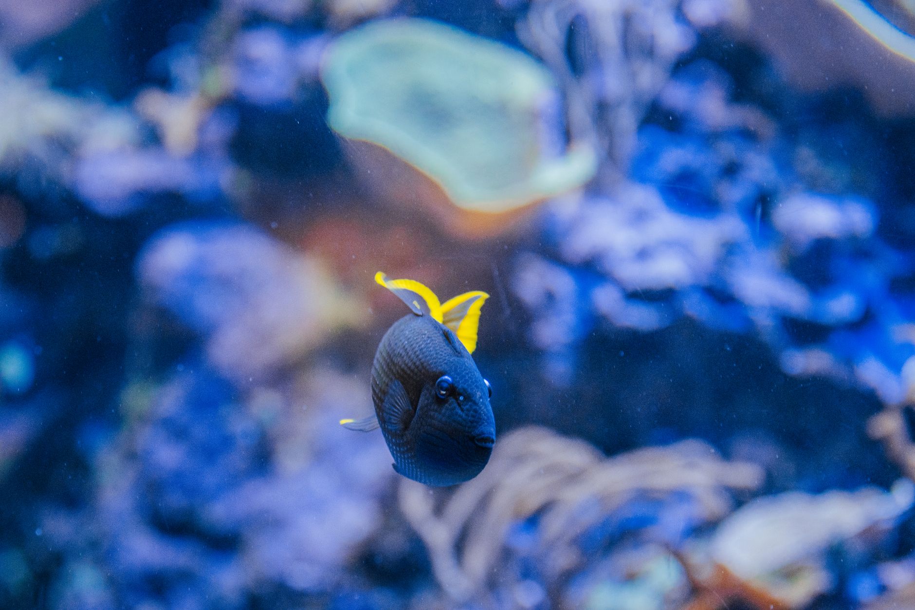 a person feeding frozen food to colorful saltwater fish