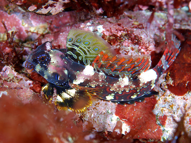 A healthy mandarin dragonet fish perched on live rock with a rounded belly
