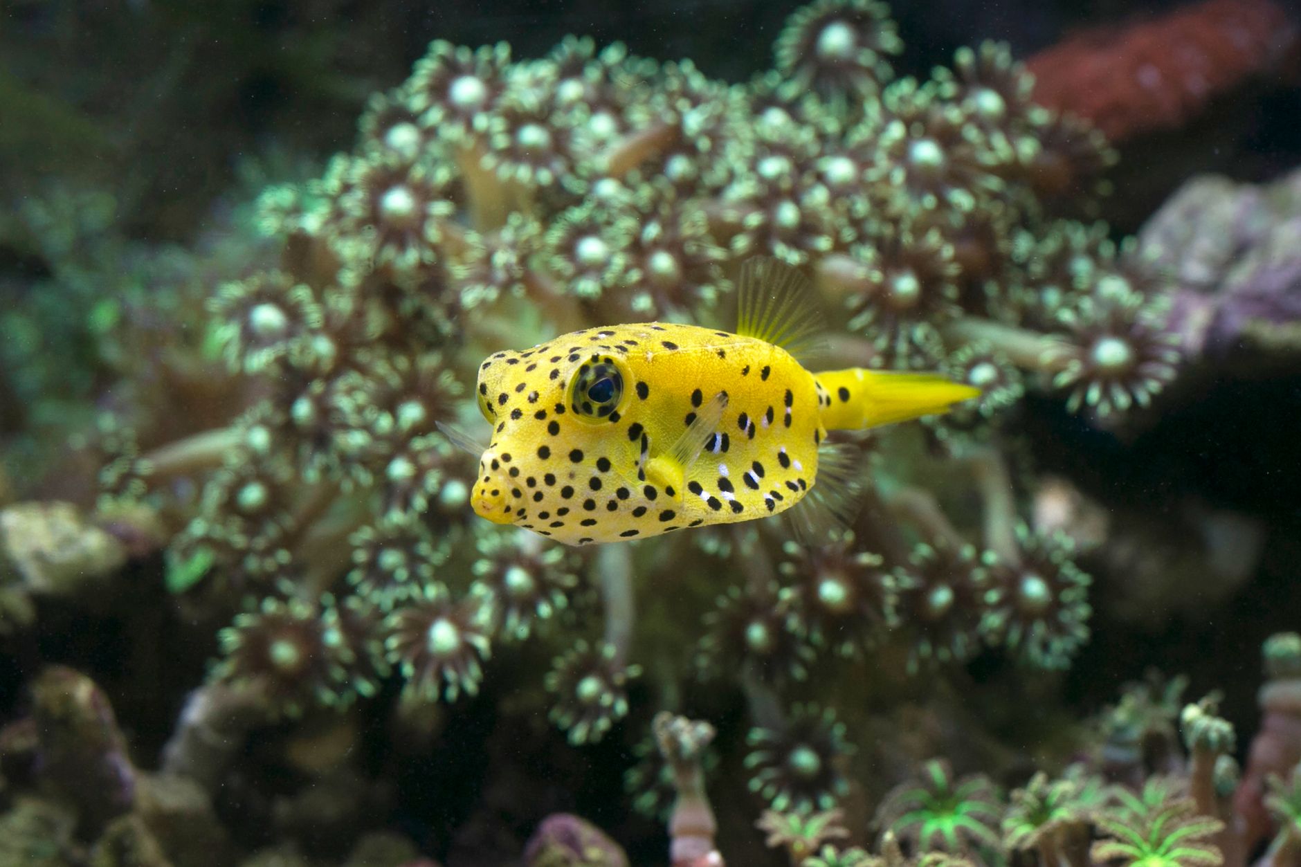 A yellow Midas Blenny swimming near live rock in a saltwater aquarium