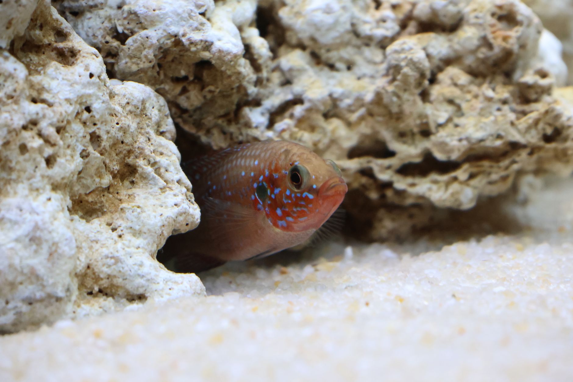 A small yellow fish peeking out from a rock cave in an aquarium