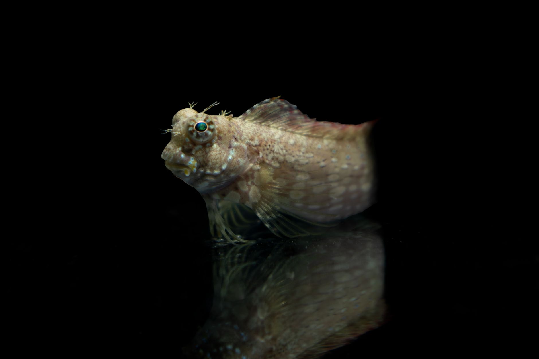 A healthy golden Midas Blenny perched on a rock in a reef tank