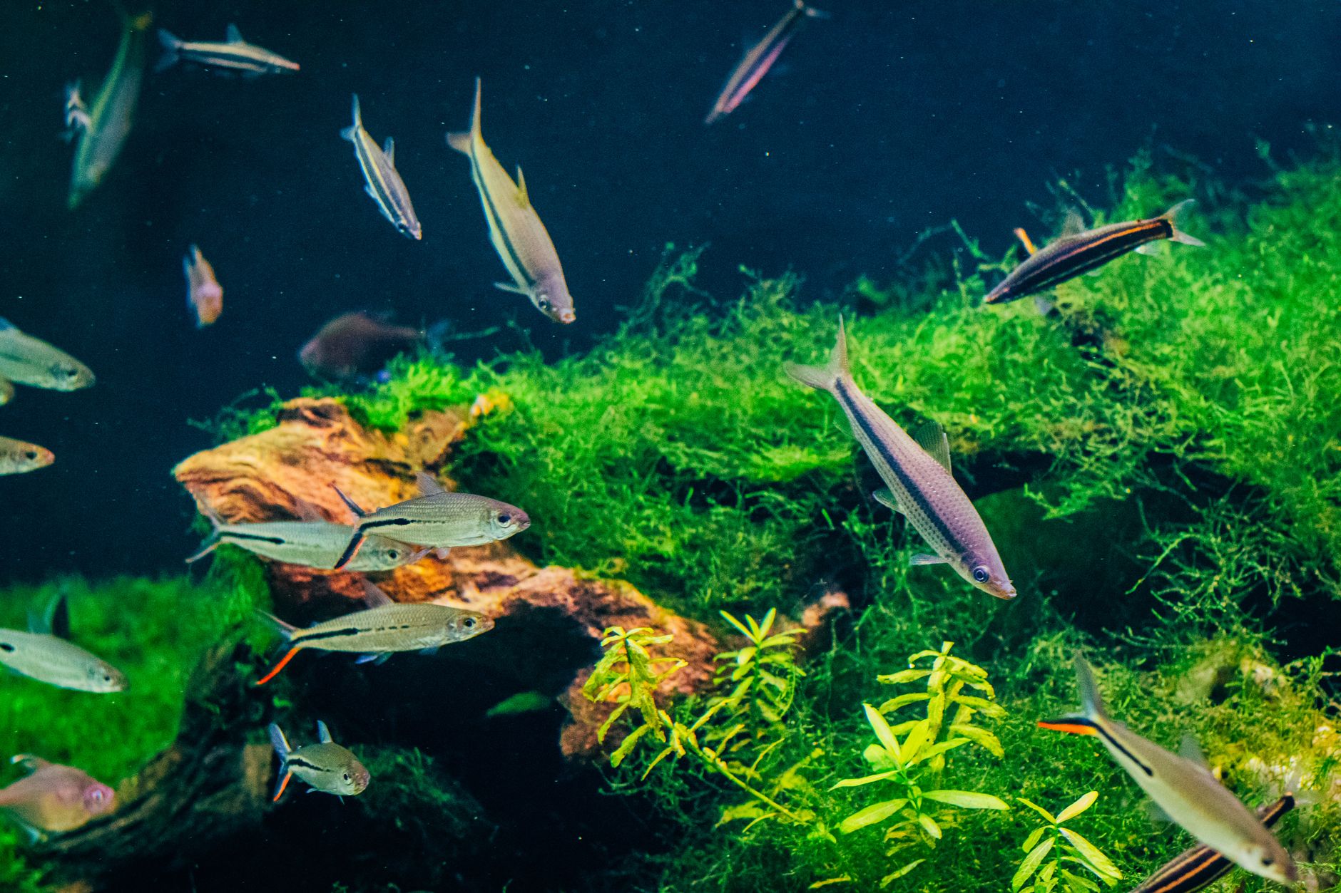 mollies, platies, and swordtails swimming together in a planted aquarium