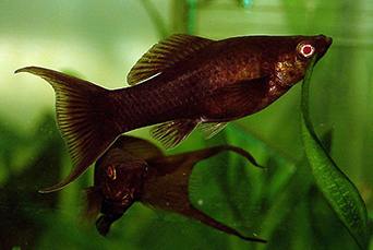pregnant molly fish swimming near plants with tiny fry in a freshwater tank