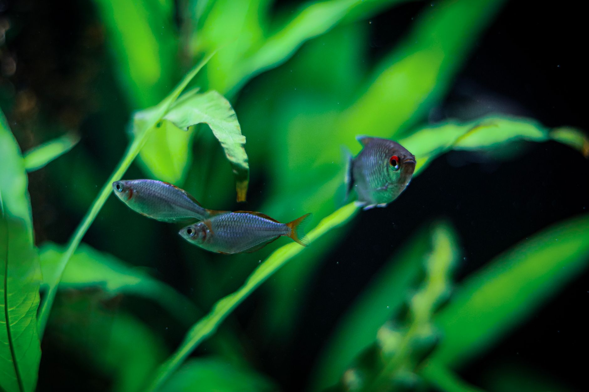 A well-planted 10-gallon aquarium with a school of neon tetras swimming together.