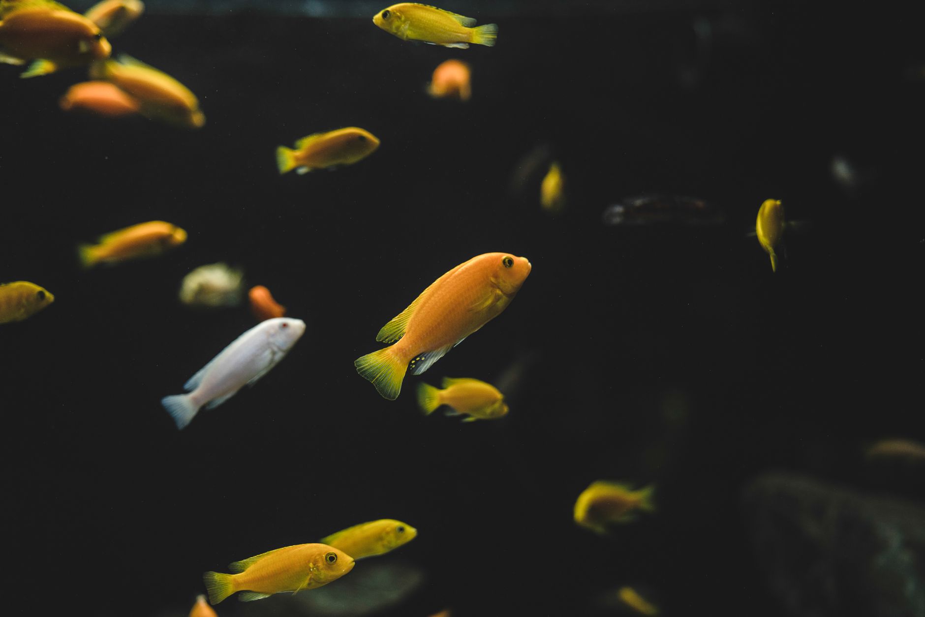 A large school of neon tetras swimming together in a planted aquarium.