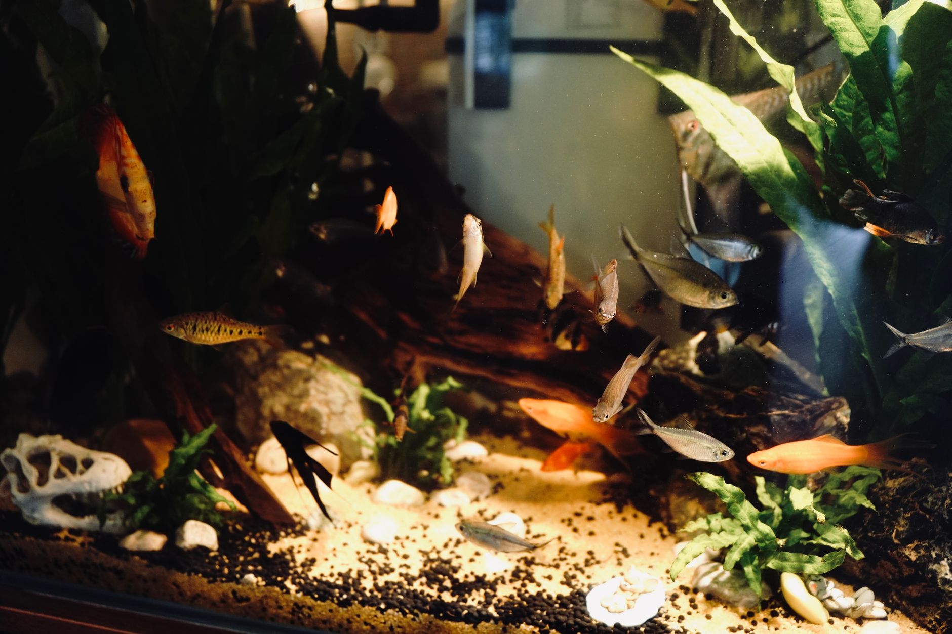 A water test kit with test tubes next to a home aquarium