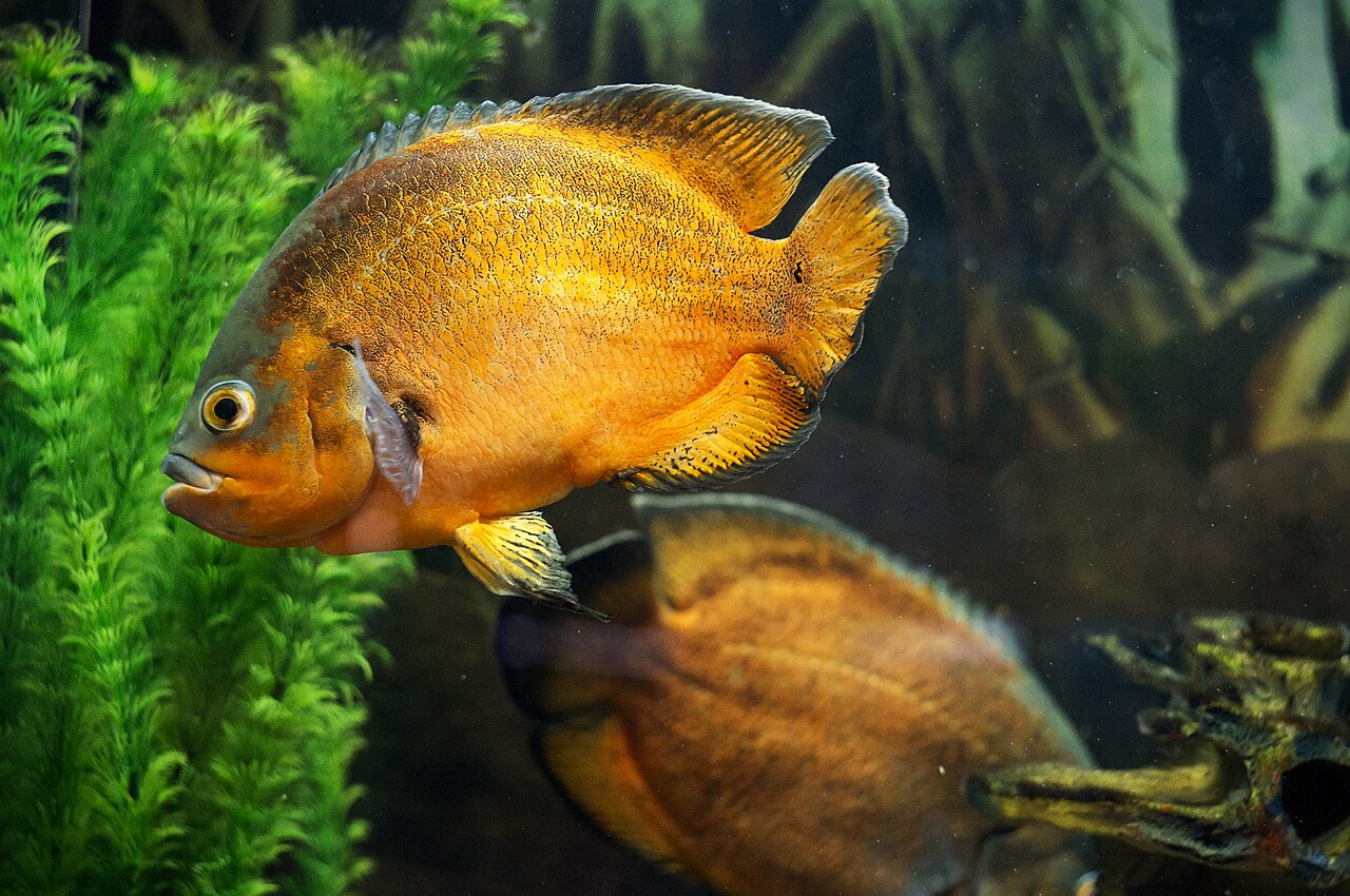 A person feeding an oscar fish in a home aquarium