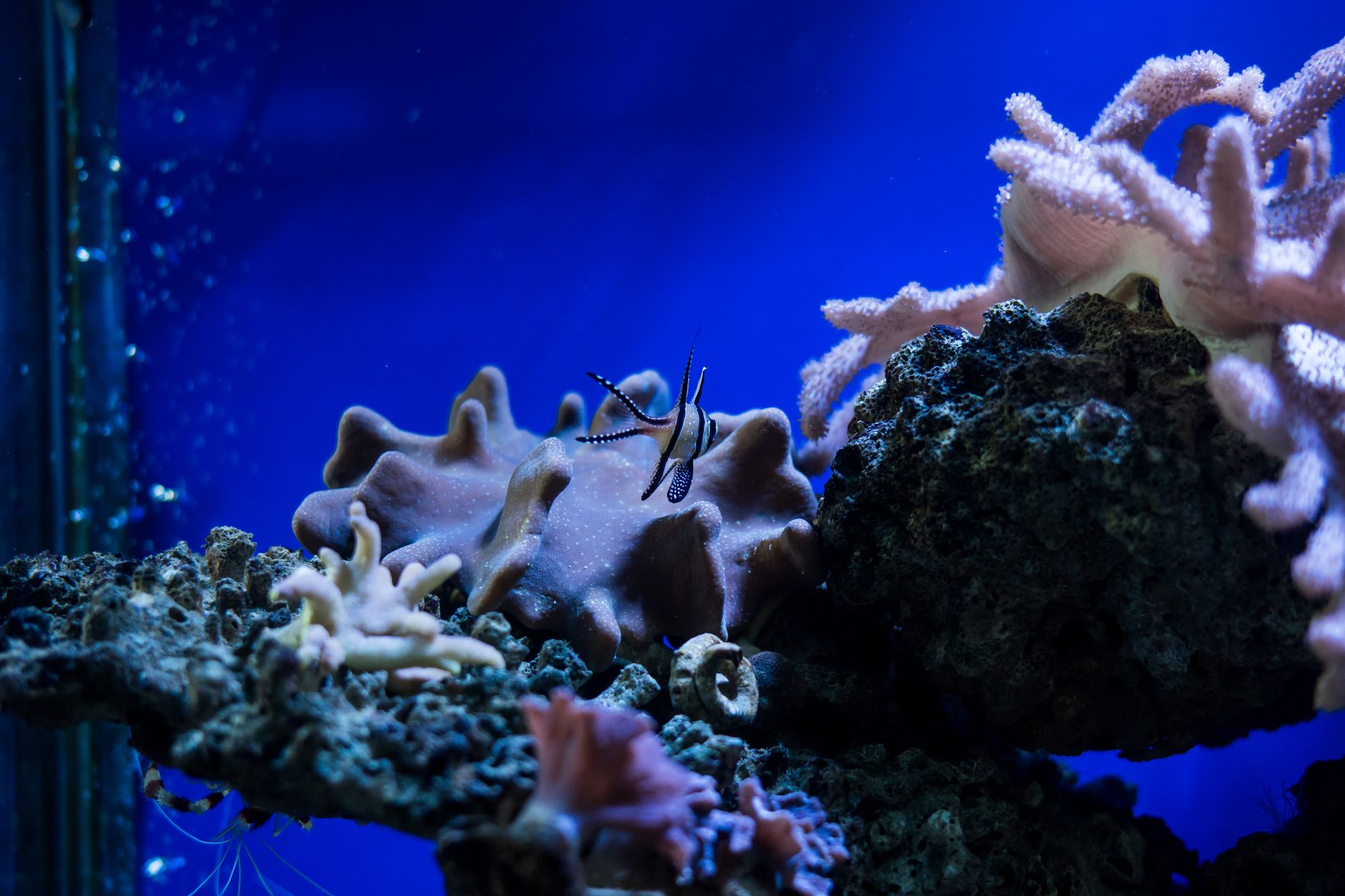 A saltwater aquarium with live rock and a water test kit on a table nearby