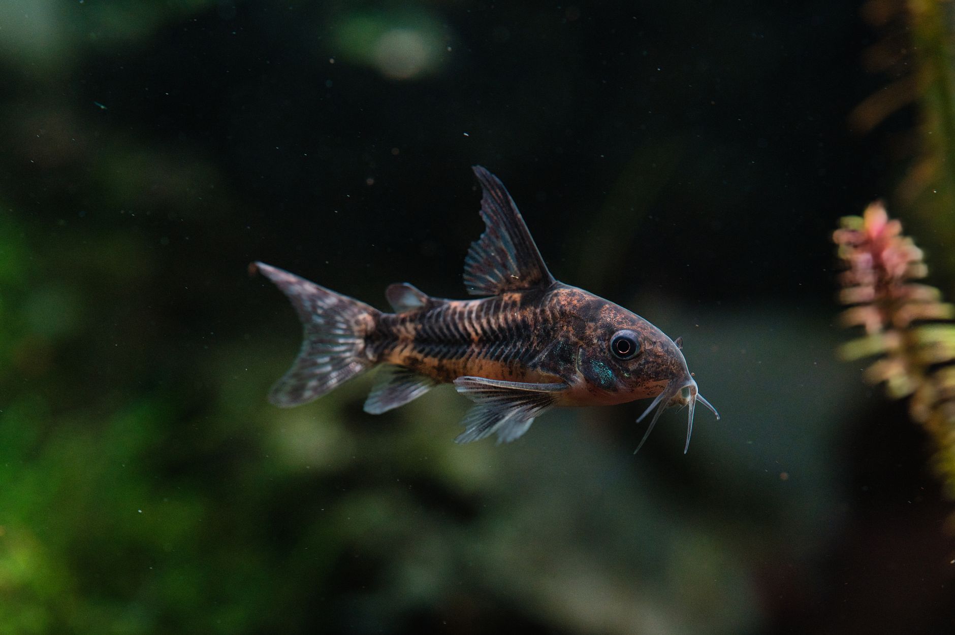a small panda corydoras eating a sinking pellet on fine aquarium sand