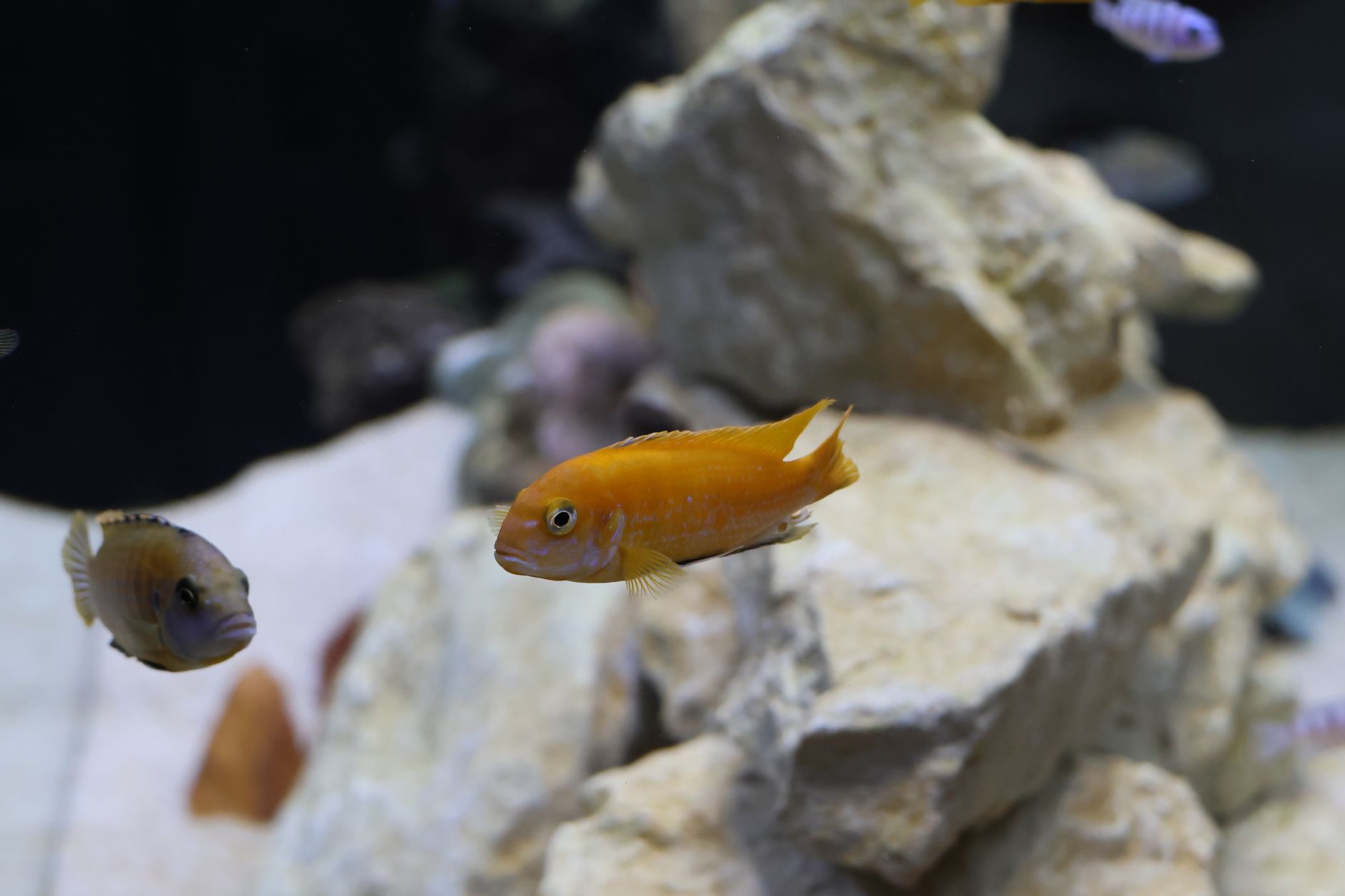 A colorful blue and orange peacock cichlid swimming near rocks in a home aquarium