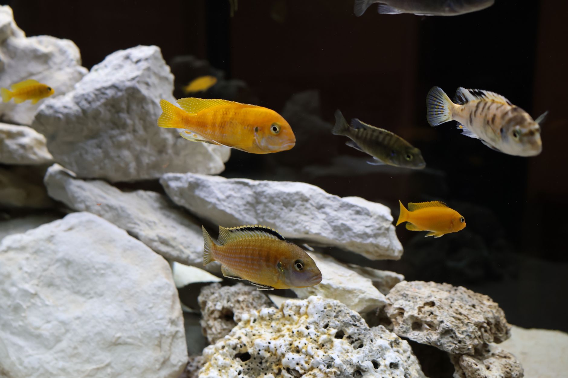 Several colorful African cichlids swimming near stacked rocks in a freshwater tank