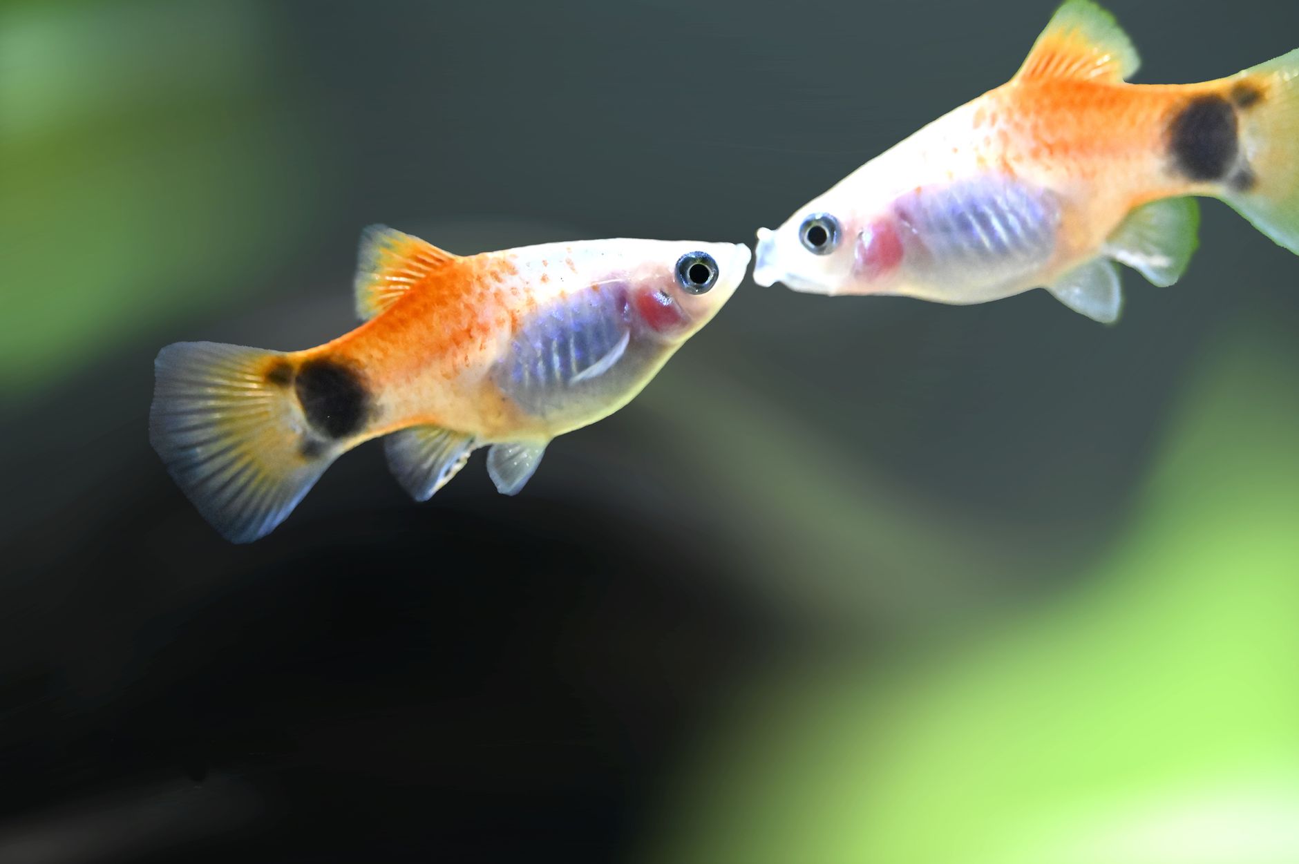 A group of orange and red platy fish swimming together in a planted freshwater aquarium