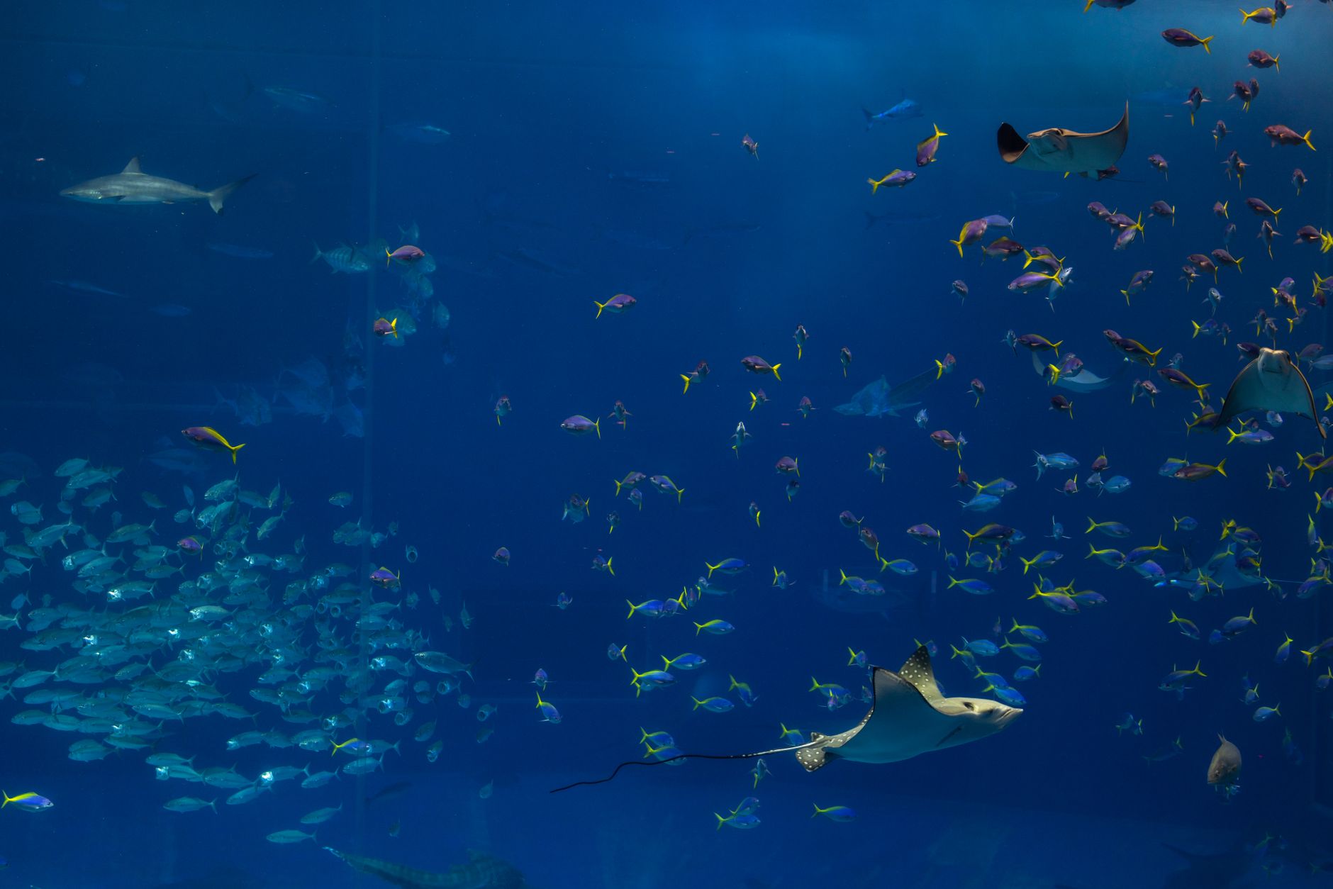 Large 180-gallon saltwater aquarium for porcupine pufferfish