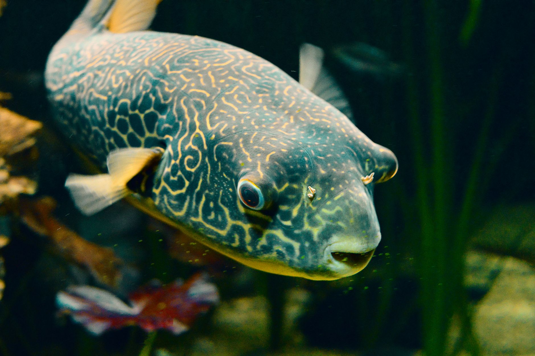 Aquarium heater and thermometer maintaining stable saltwater temperature
