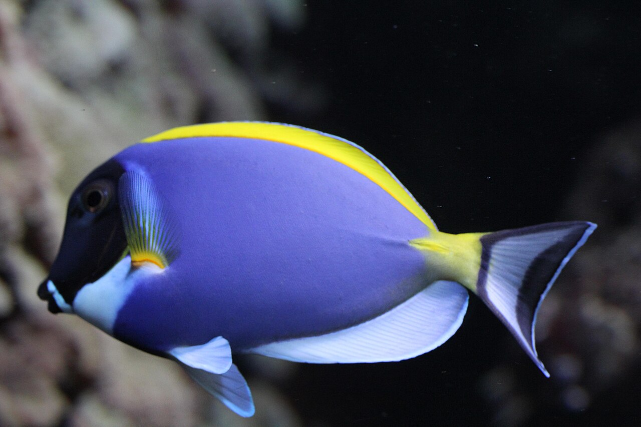 Powder blue tang eating nori seaweed from a feeding clip in a saltwater aquarium