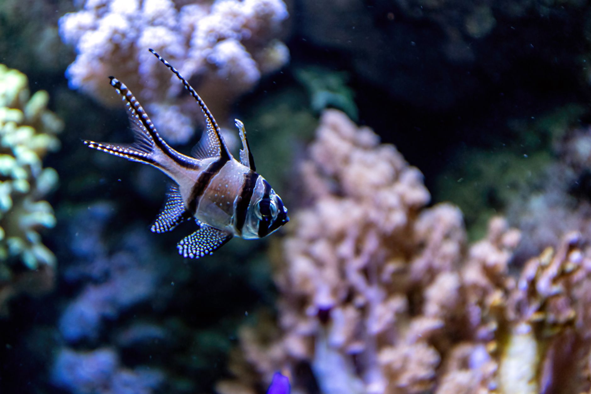 Close up of a powder blue tang showing signs of marine ich white spots on body and fins