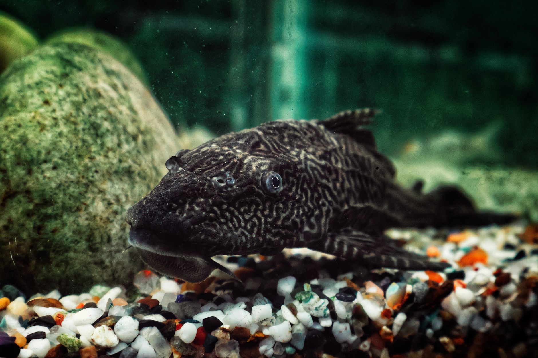 A large redtail catfish with reddish-orange tail fin swimming in a spacious aquarium