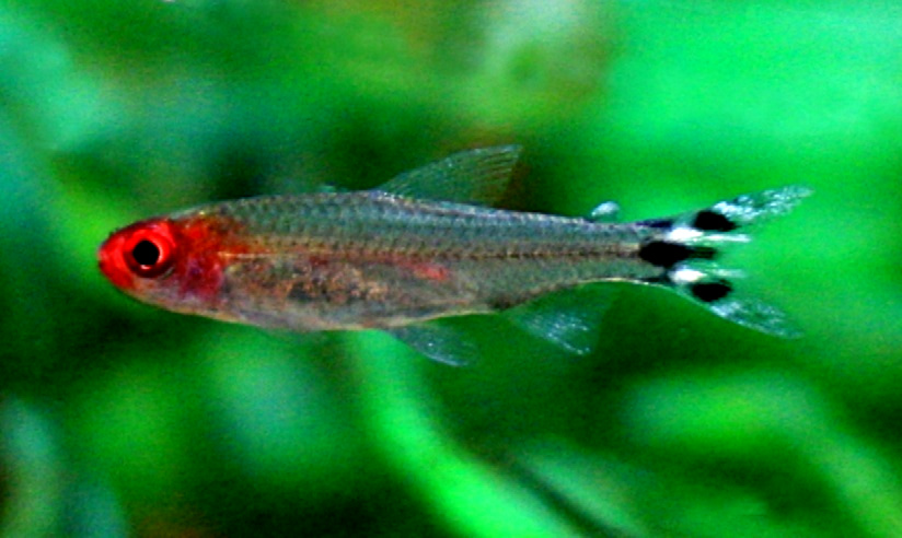 A school of rummy nose tetras showing red heads and striped tails in a planted tank