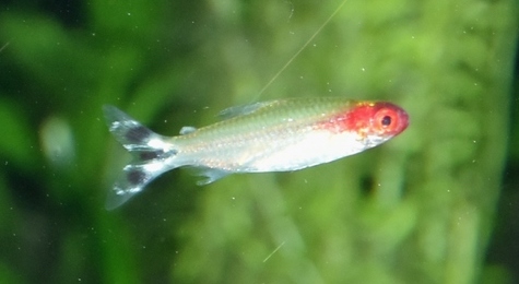 Several small peaceful fish species sharing a planted freshwater community aquarium
