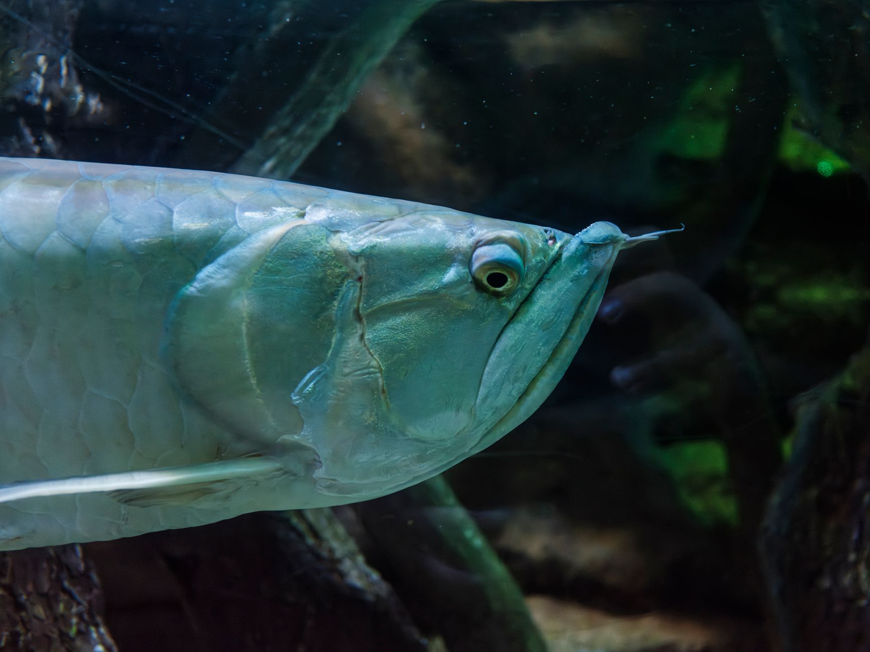 a large silver arowana with long body swimming near the surface of a spacious freshwater aquarium