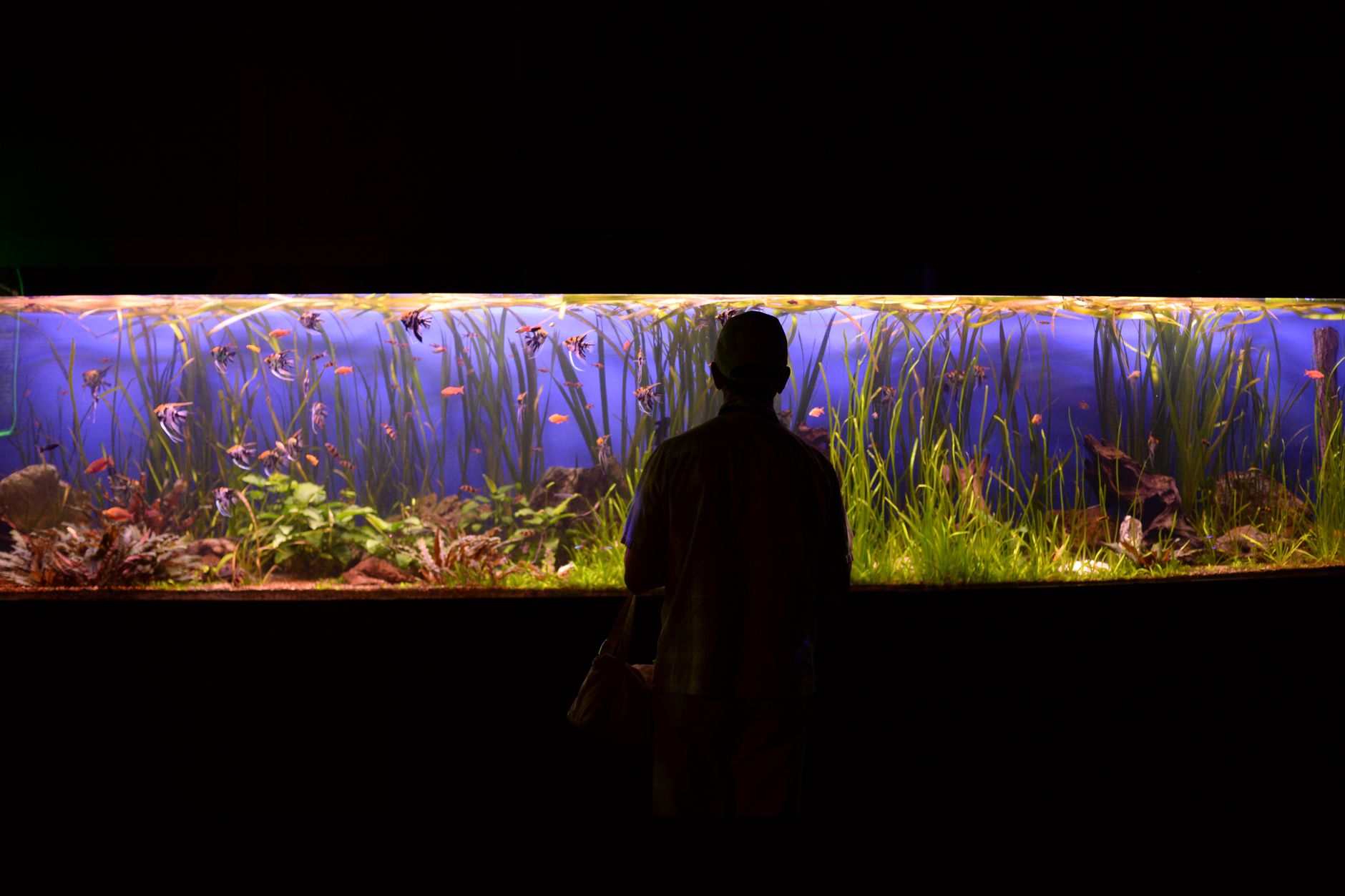 a heavy-duty canister filter connected to a large freshwater fish tank