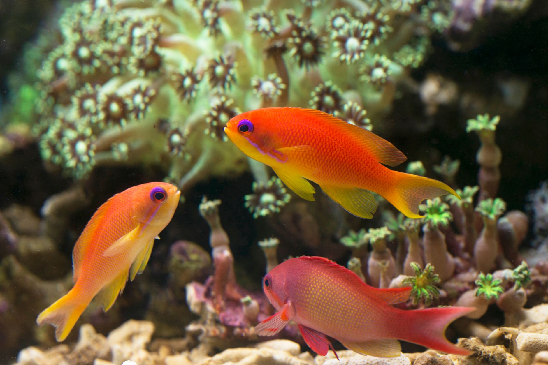 six line wrasse and clownfish sharing a reef aquarium