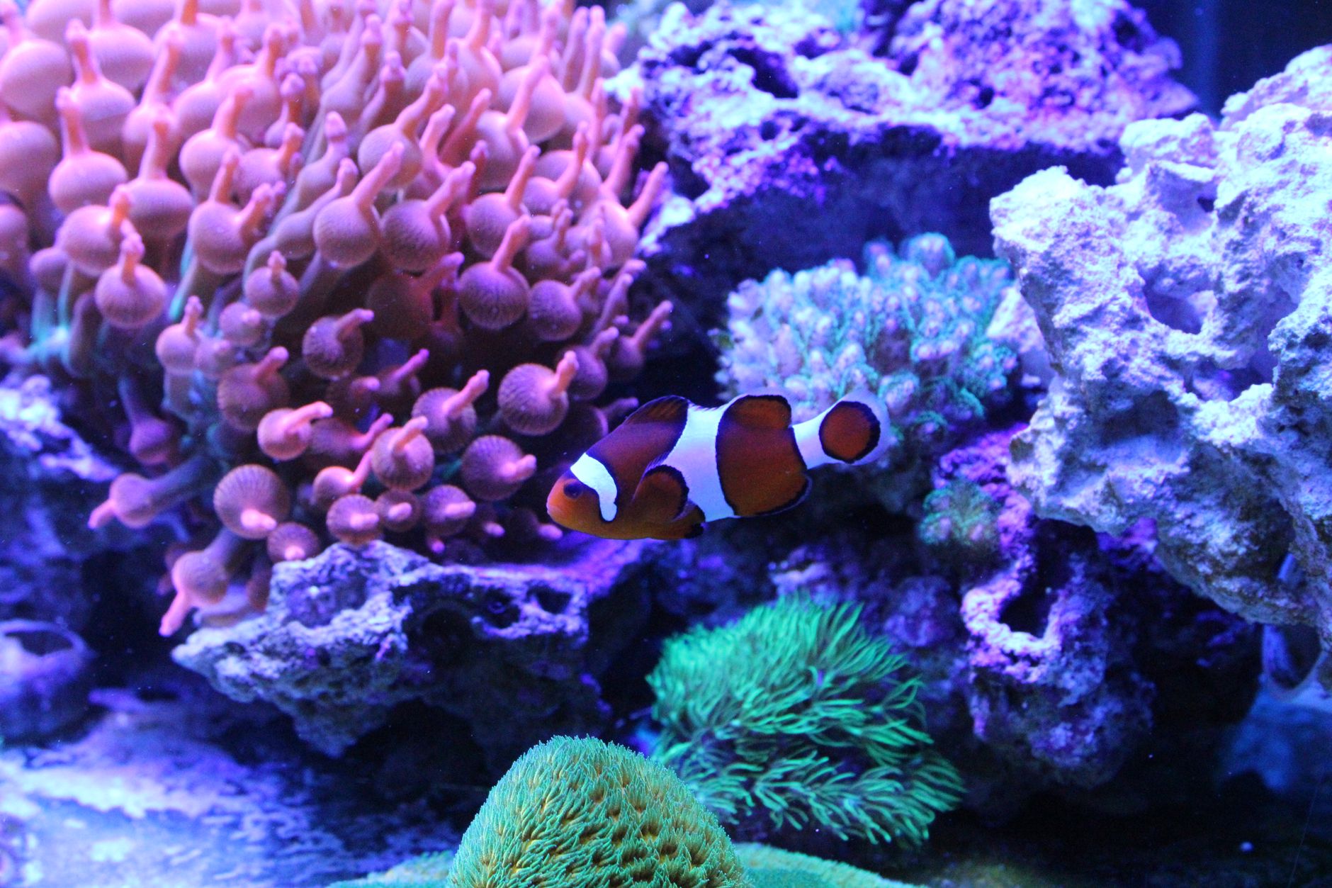 snowflake clownfish swimming near live rock in a reef tank