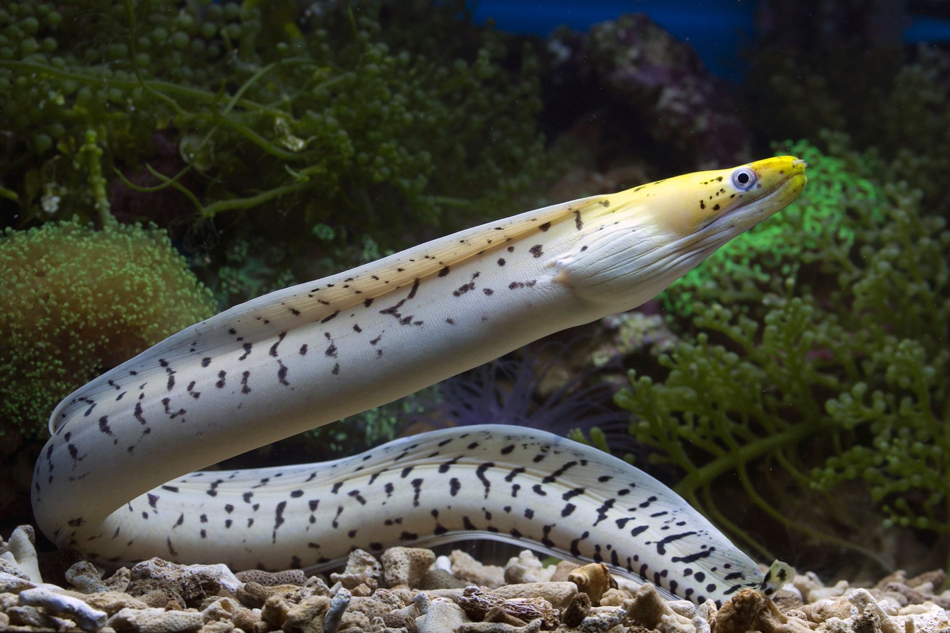 a snowflake moray eel poking its head out of a rock cave in a marine tank