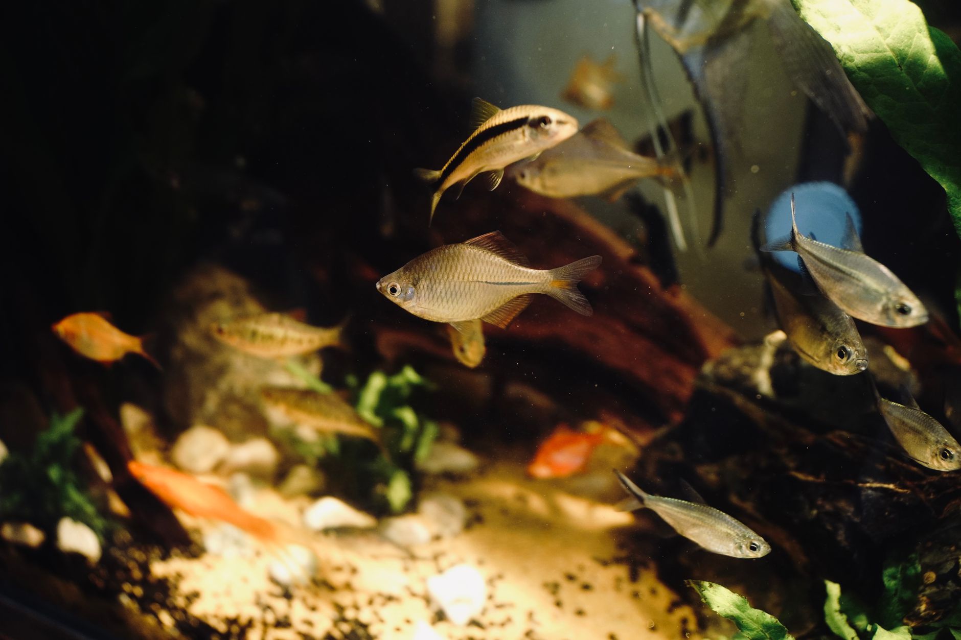 an aquarist using long feeding tongs to offer food to a moray eel in a tank