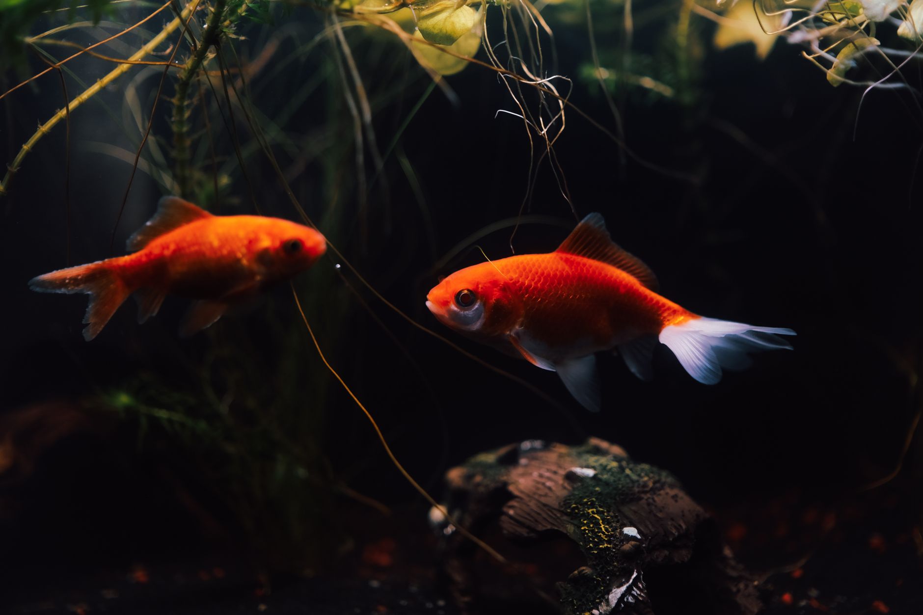 orange swordtail fish swimming among green aquarium plants