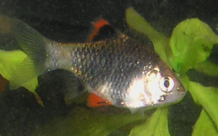 hand sprinkling flakes into a freshwater aquarium with tiger barbs