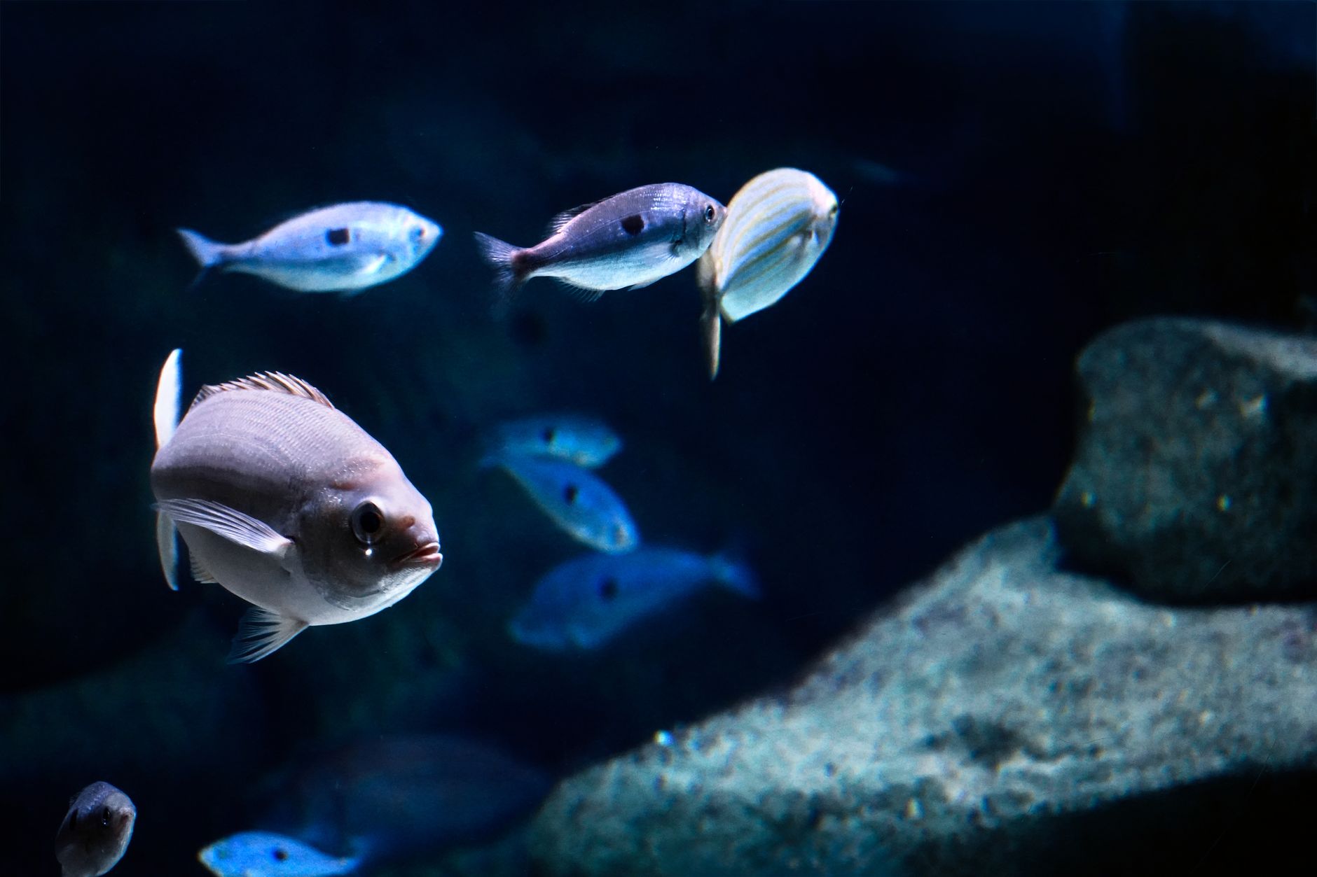 A circulation pump pushing water flow in a saltwater aquarium with clownfish