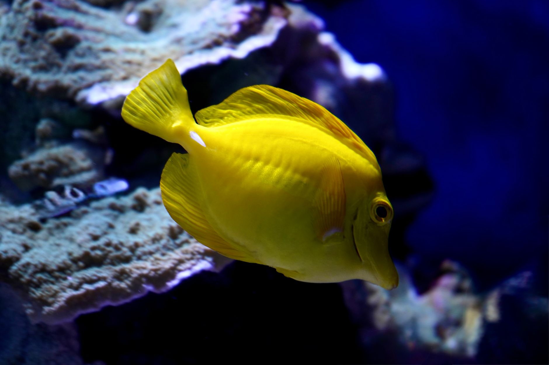 Yellow tang swimming in a large marine aquarium