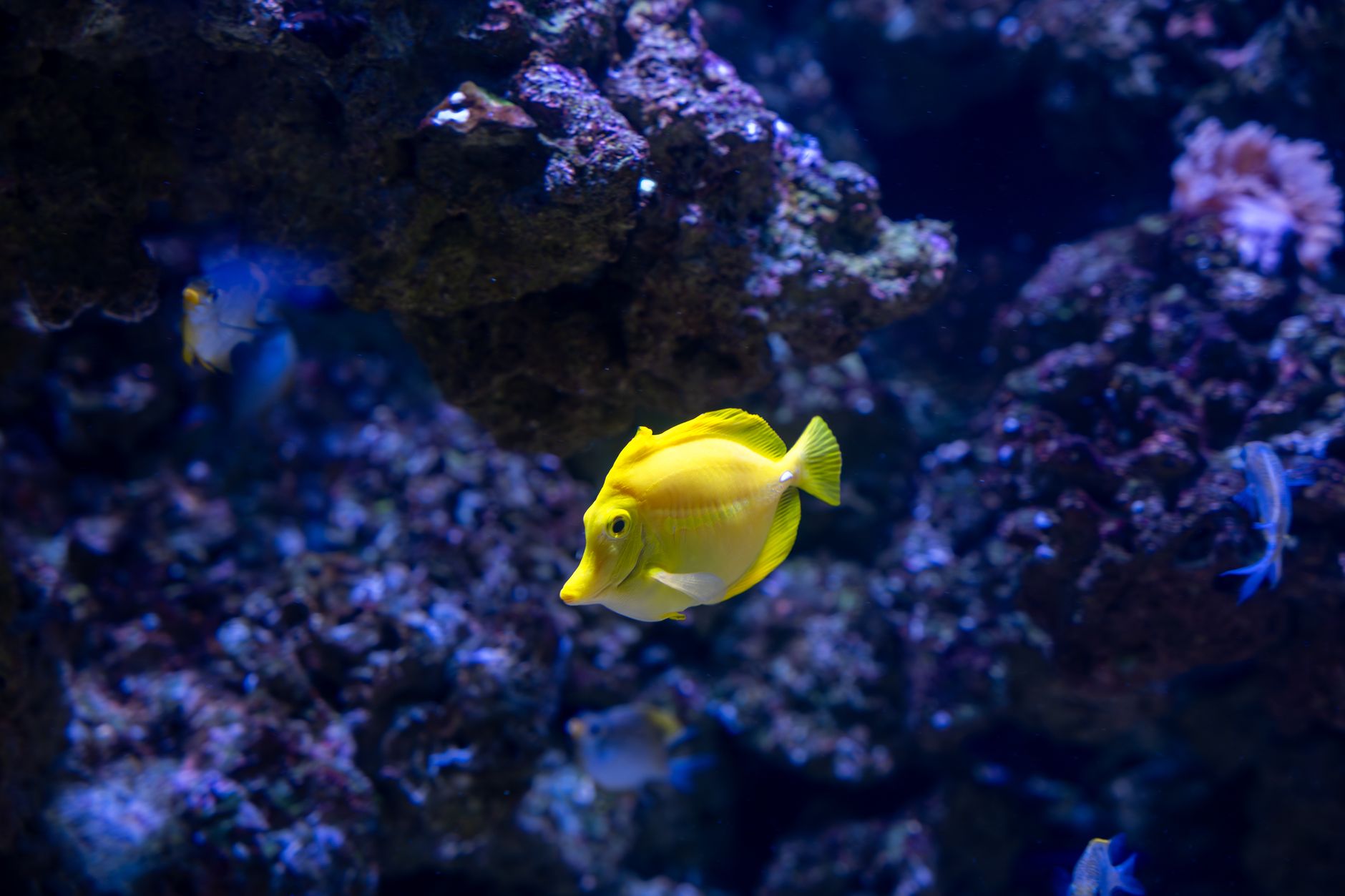 Yellow tang nibbling on a seaweed clip in an aquarium