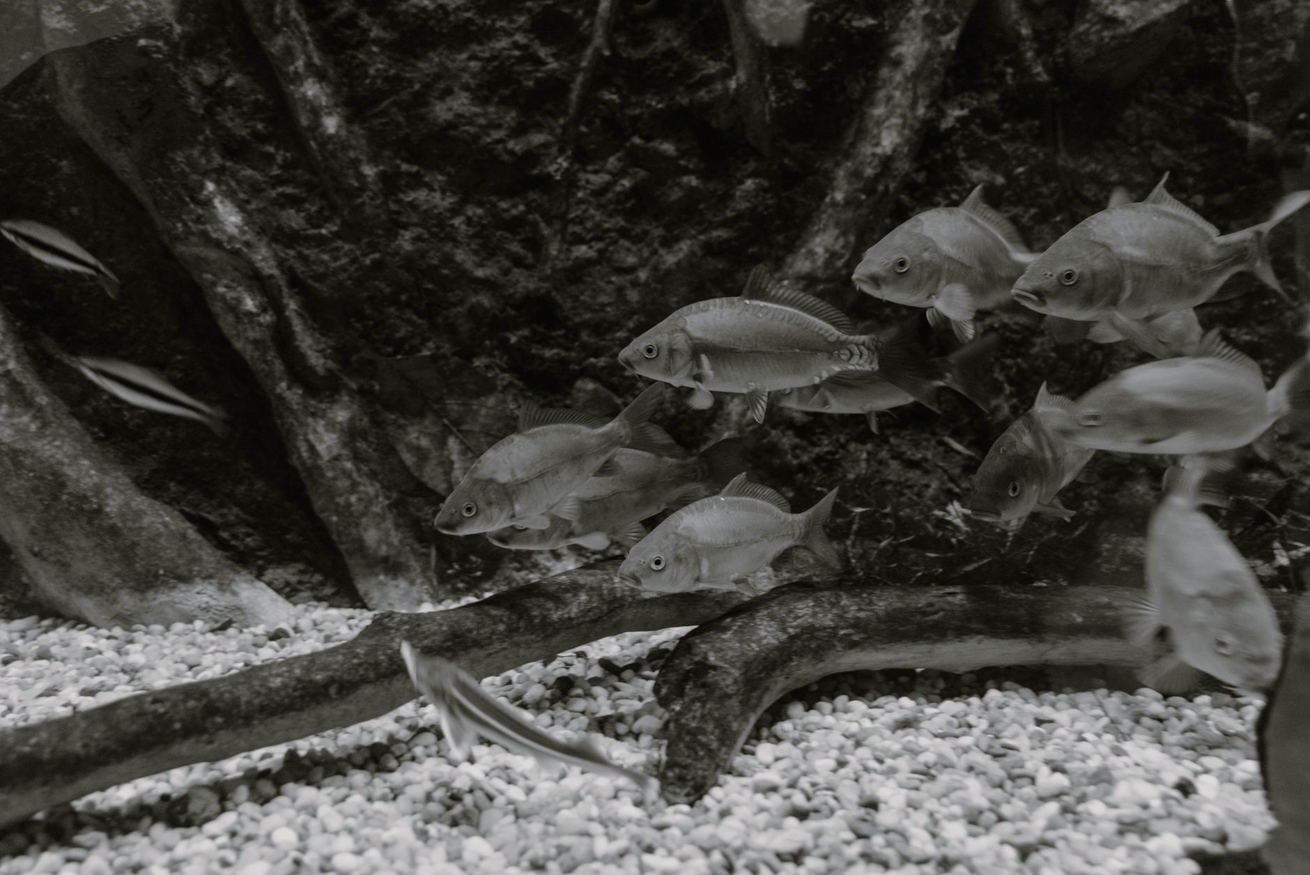 a yoyo loach swimming with small schooling fish in a planted aquarium