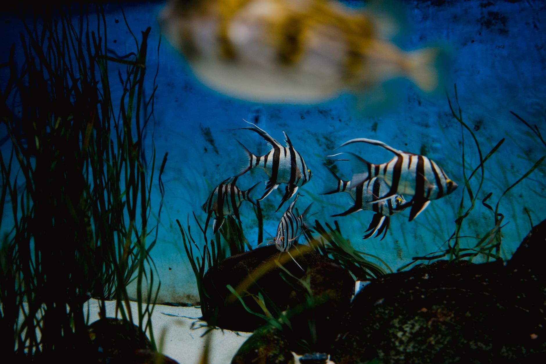 A school of small zebra danios swimming in a planted aquarium